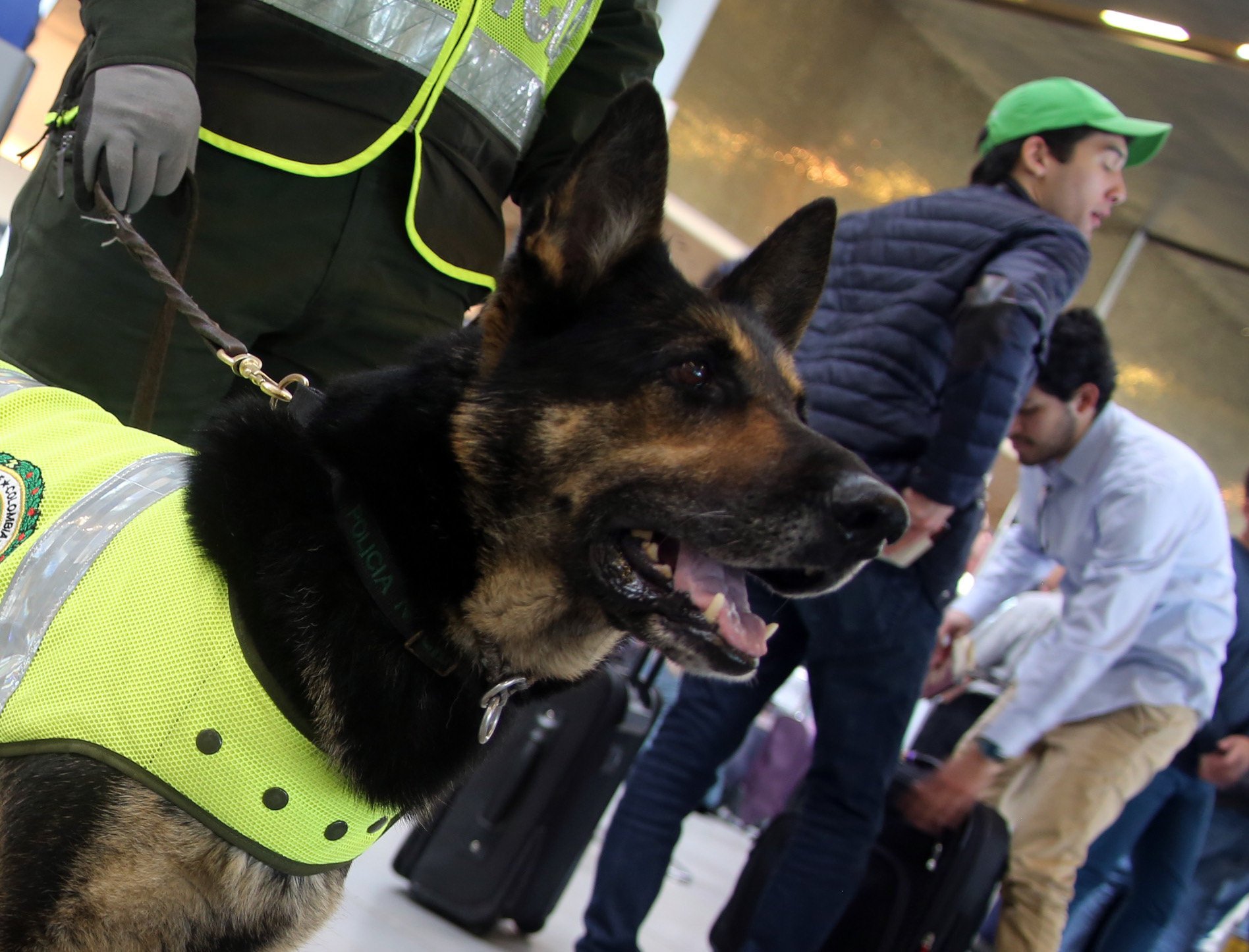 La historia de "Sombra", una perra policía a cuya cabeza puso precio un cártel colombiano