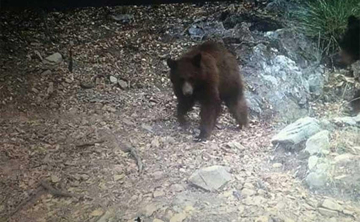 Alertan por avistamientos de osos en Bacoachi, Sonora; atacaron a dos vacas
