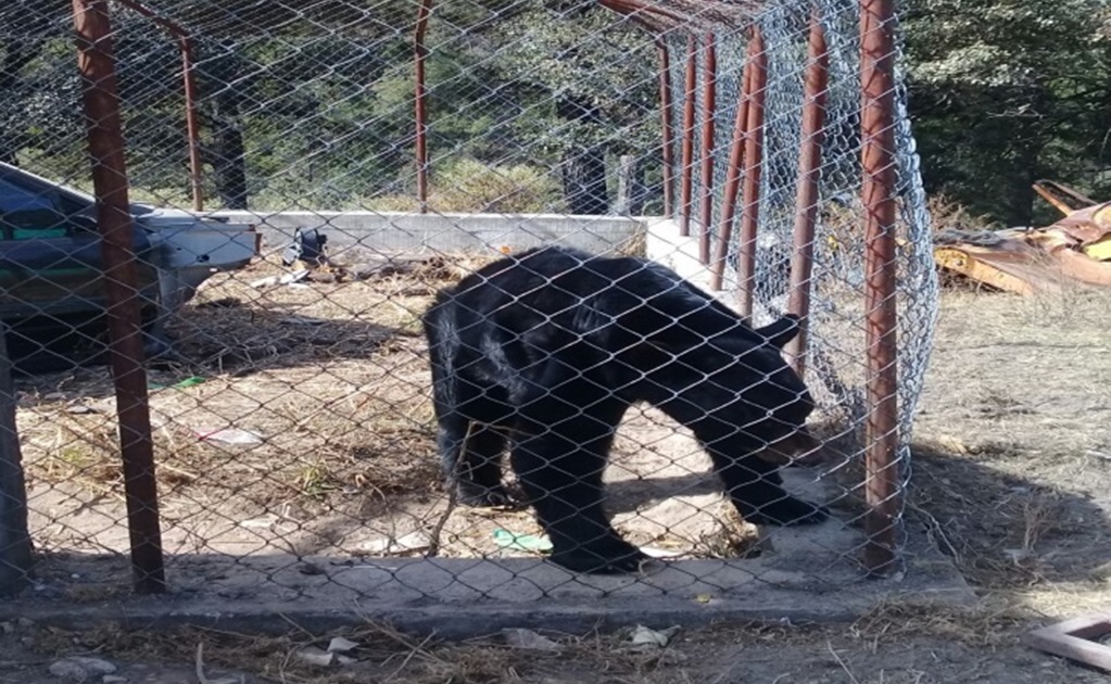 Profepa deja a dueño oso negro que mordió a niño de 3 años en Durango