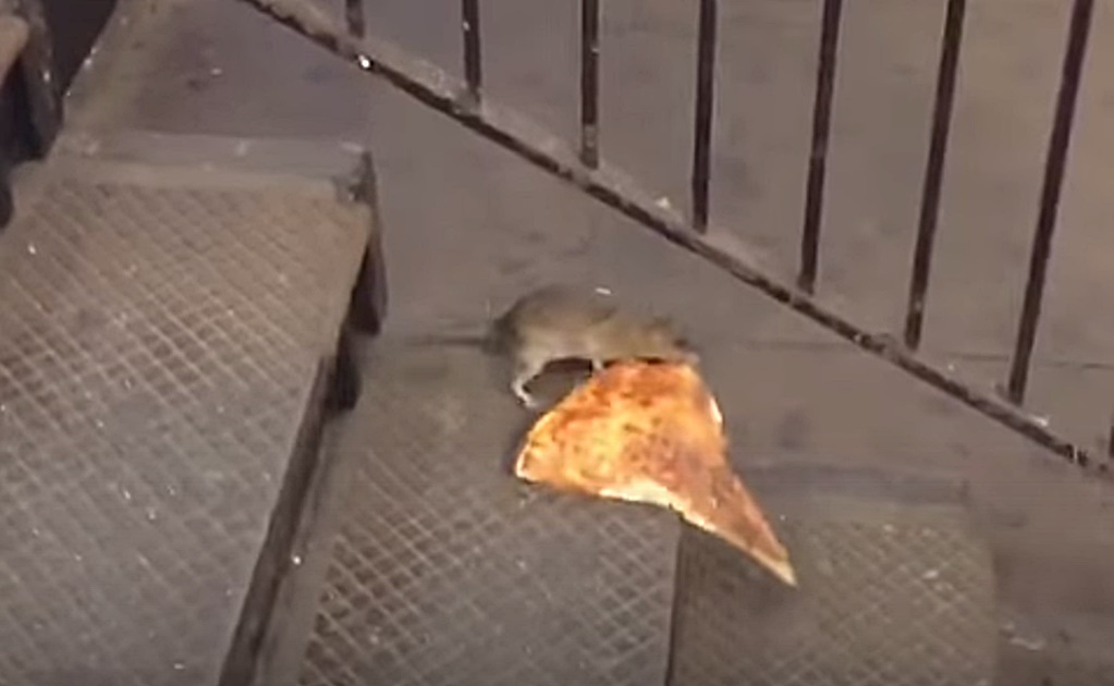 Rata roba pizza en metro de NY; se vuelve viral