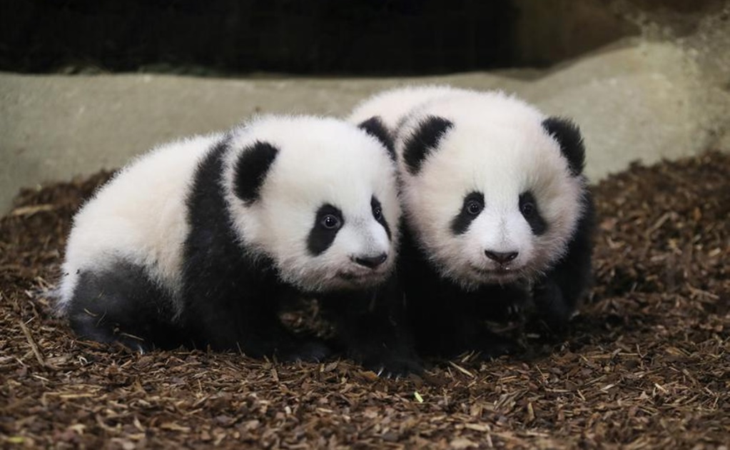 Captan en video primeros pasos de cachorros panda en zoológico de Francia