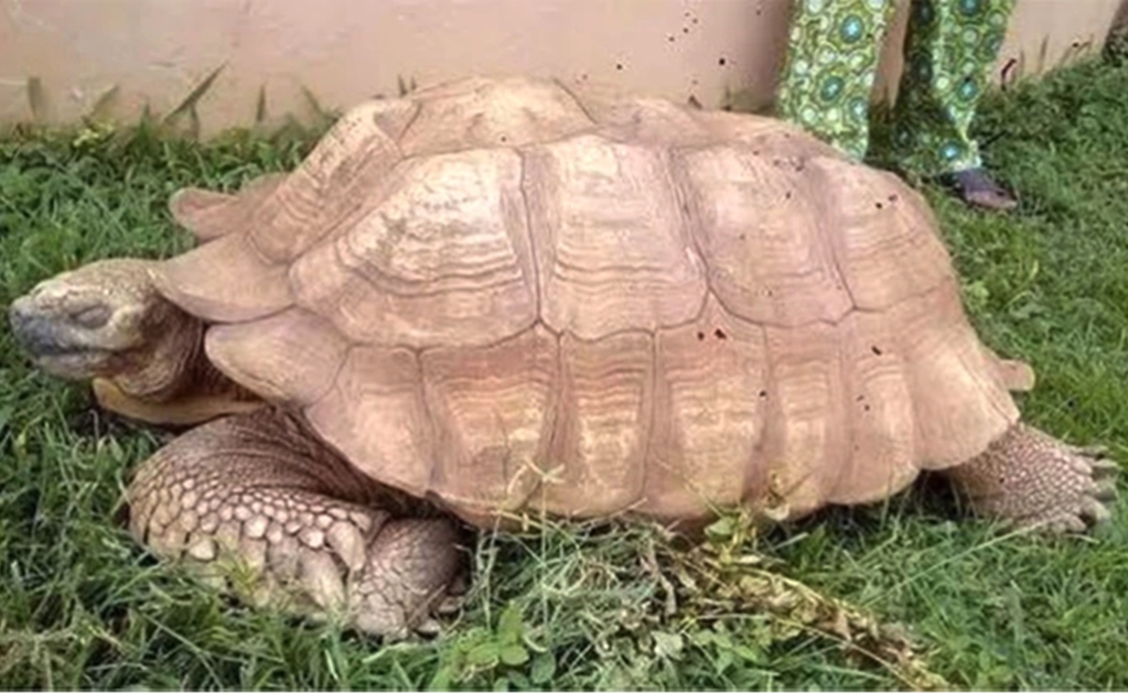 Muere a los 344 años Alagba, la tortuga más vieja de África
