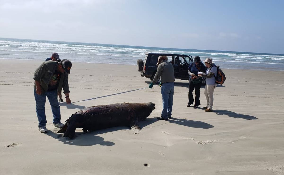 Profepa indagará muertes de 137 lobos marinos en Baja California Sur