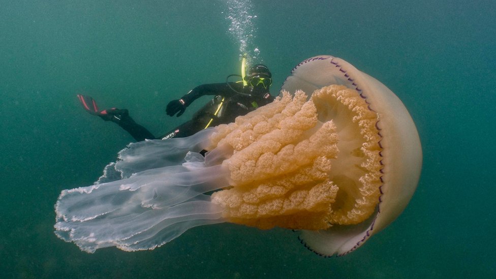 Así fue el encuentro entre unos buzos y una medusa gigante