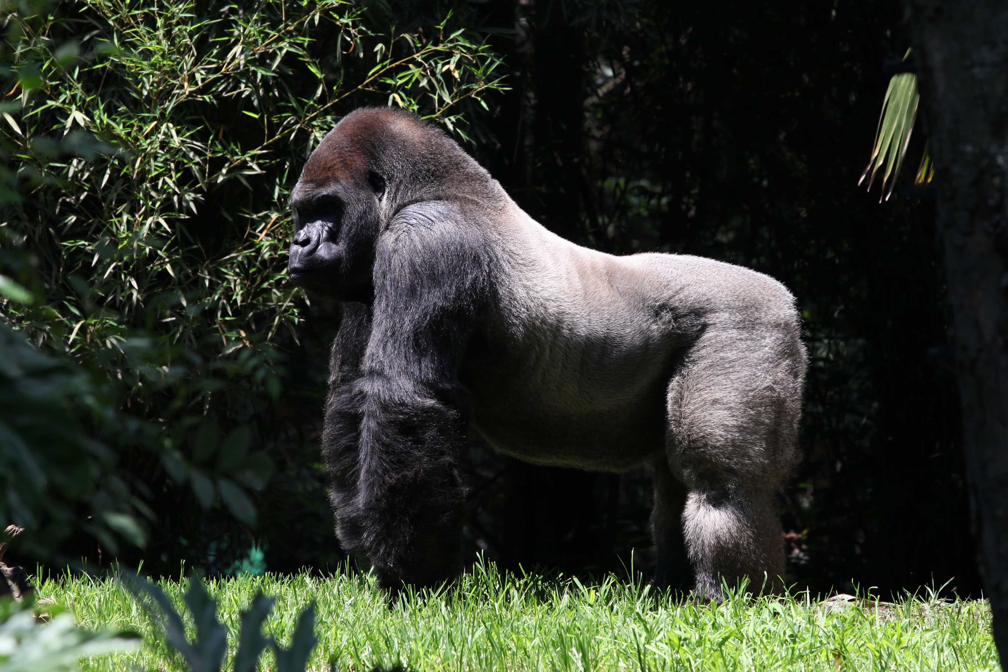 Zoo descarta muerte de Bantú por anestesia