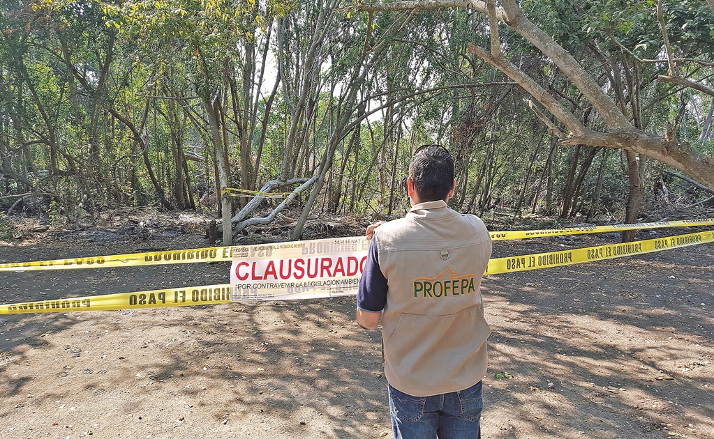 Suspenden predio por tala clandestina en Michoacán 