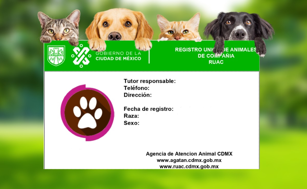 Para Que Es El Curp Para Mascotas Y Como Descargarlo Gratis Desde