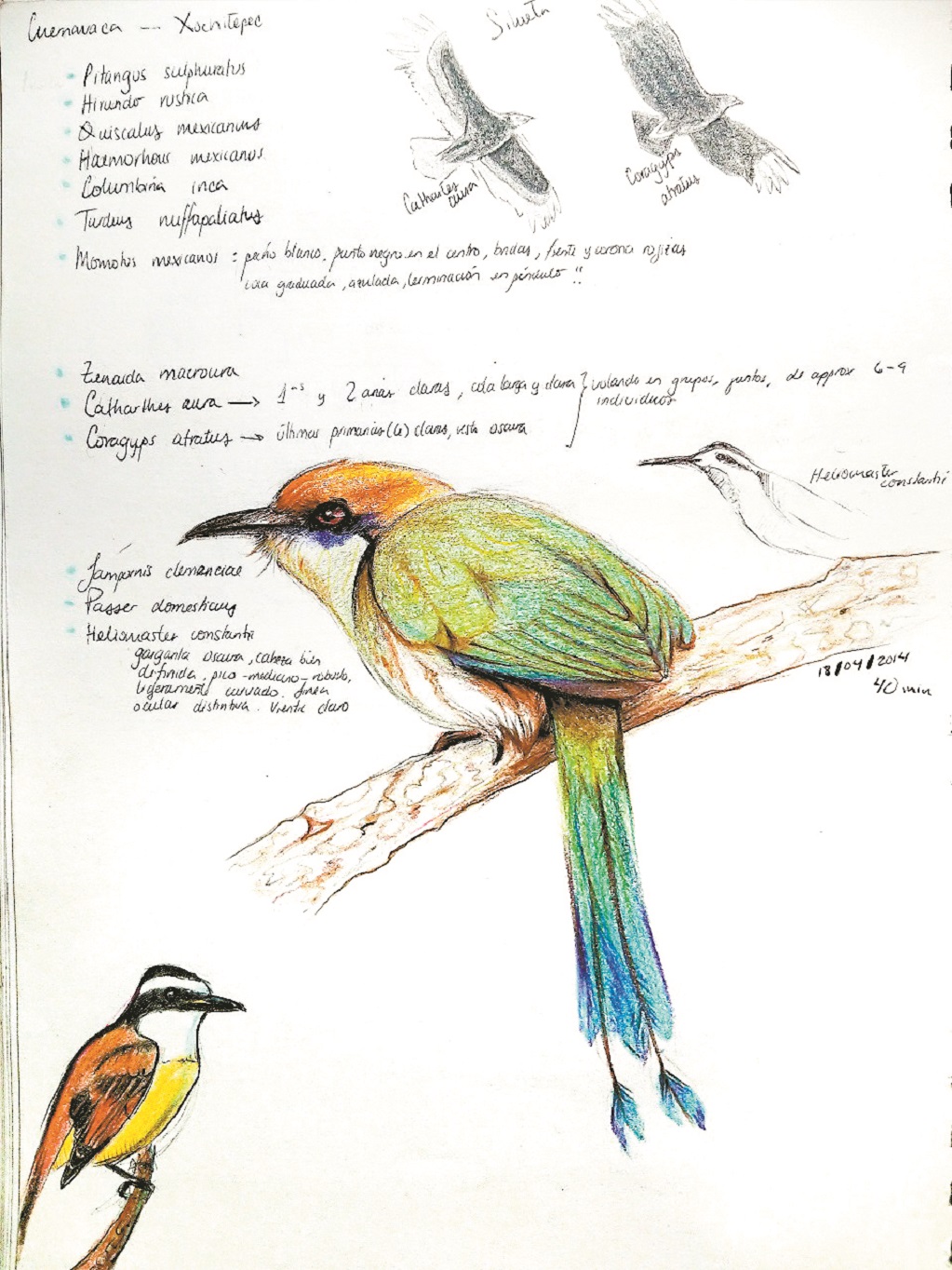 Pajarear, la actividad de antaño para proteger a las aves