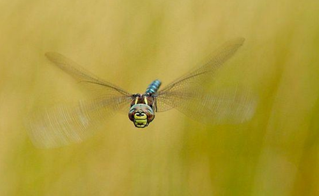 Las libélulas hembra se hacen las muertas para evitar a los machos