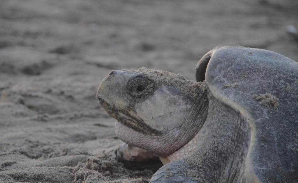 Adquieren más drones para proteger a la tortuga marina
