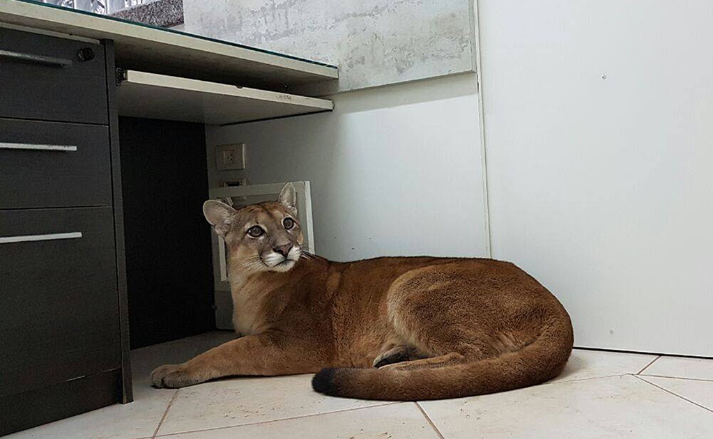 Video. ​Puma salvaje se cuela en oficina de Sao Paulo