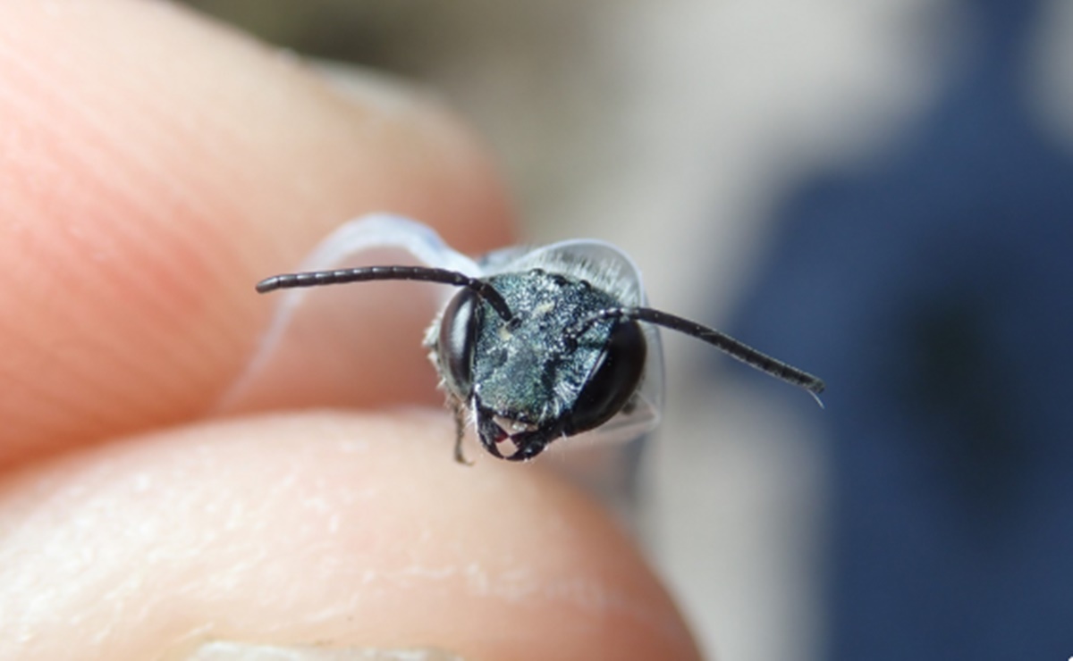 Encuentran en Florida una abeja azul que se creía extinta