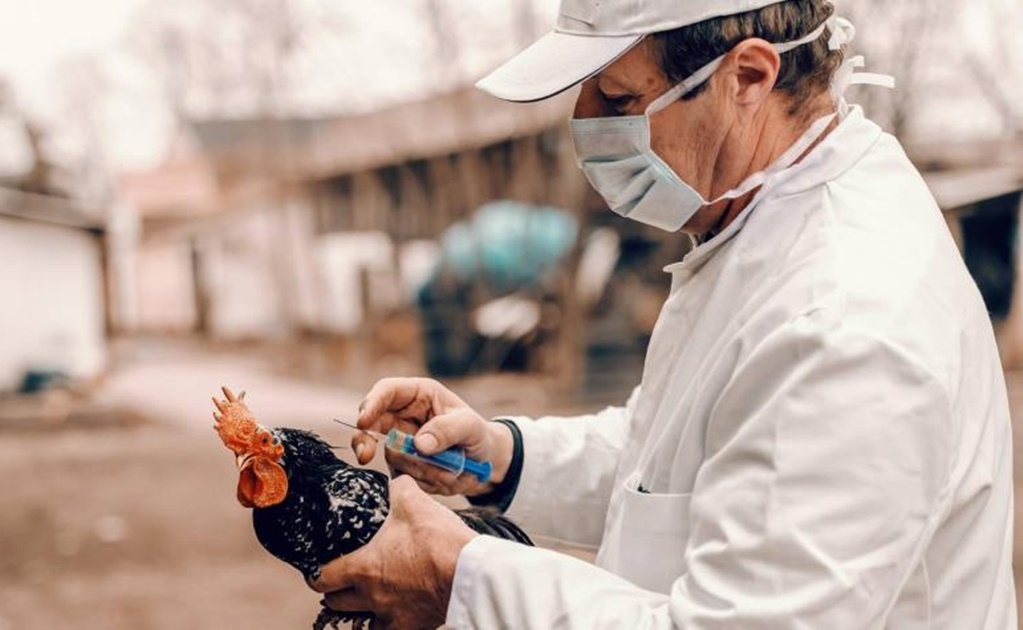 Esto es lo que sabemos acerca de la gripe aviar H3N8 detectada en un niño de 4 años