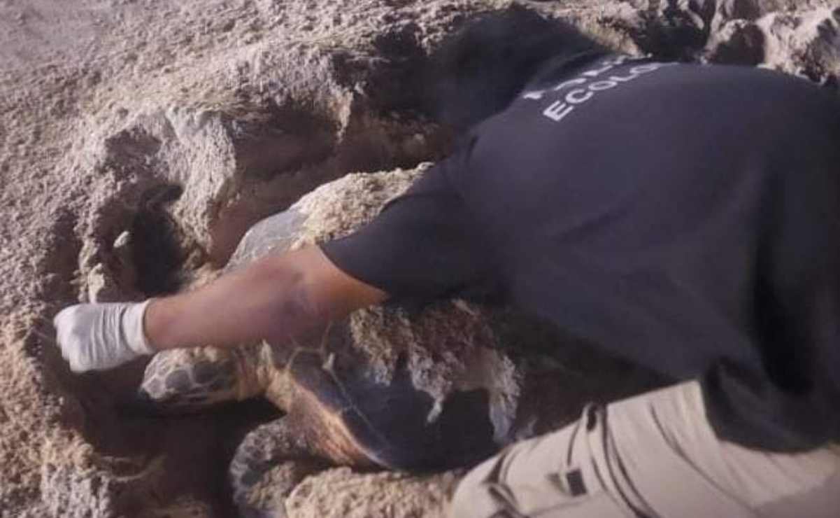 Aumenta arribo de tortugas a playas Yucatecas: admiten riesgo por temporada vacacional