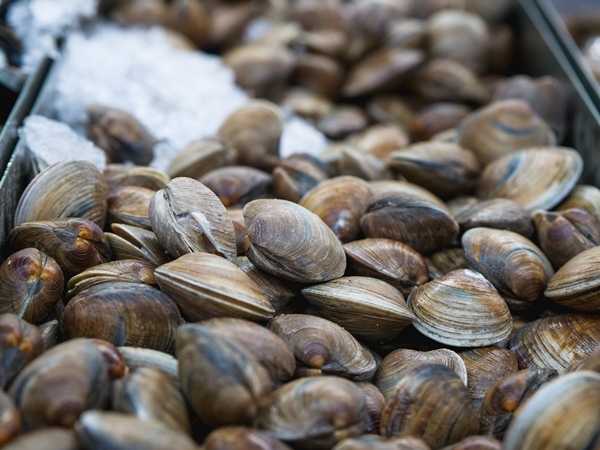 Suspenden venta de almeja, ostión y otros moluscos por toxina marina detectada en esteros en BCS