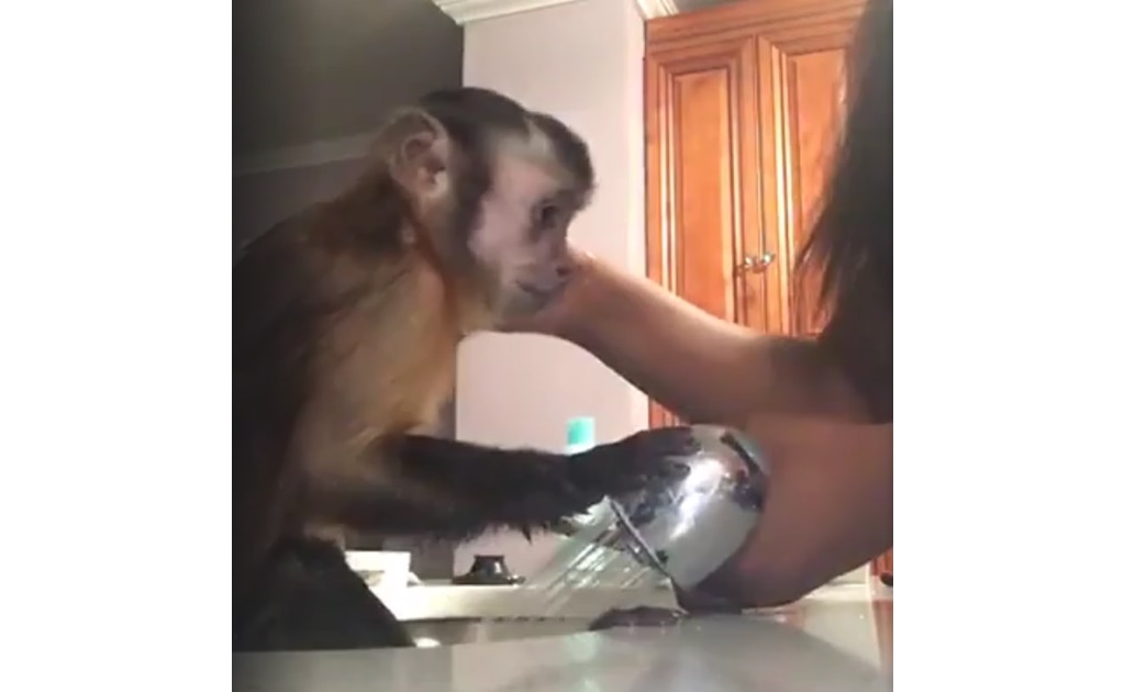 Video donde aparece mono “mascota” divide a las redes 