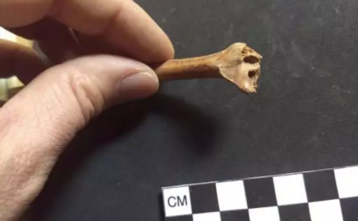 Hallazgo arqueológico pone en duda la fecha de llegada de los primeros humanos a América