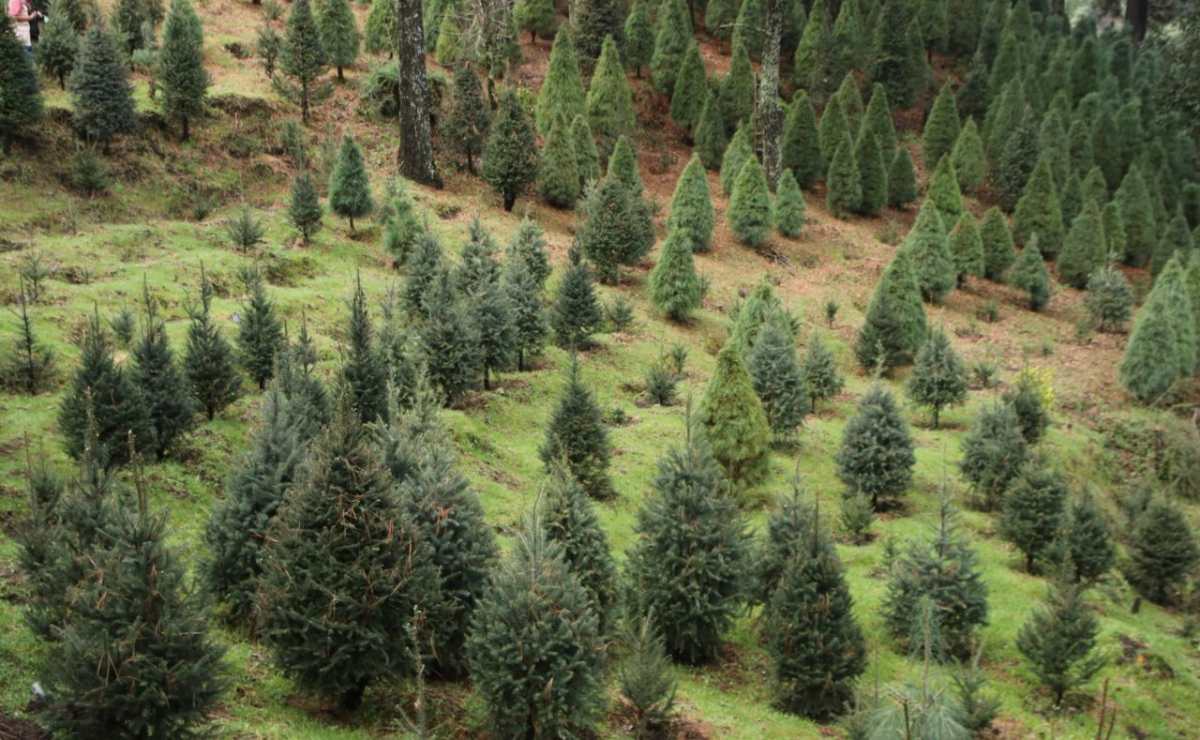 ¿Ya tienes tú árbol de navidad o nochebuena? Tlalpan abre venta de Pinos 