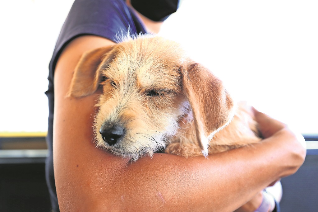 Perritos, de regalos a los refugios en Querétaro 