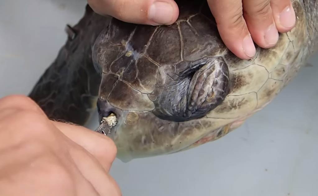 Extraen popote de fosa nasal a tortuga marina en Costa Rica
