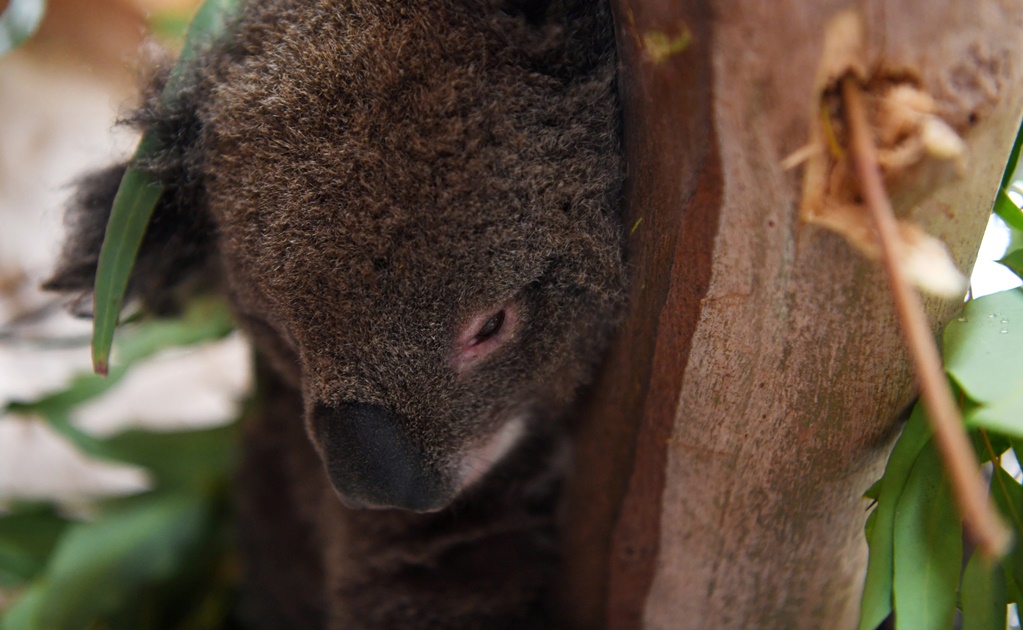 Australia fires: Countless species on the verge of extinction