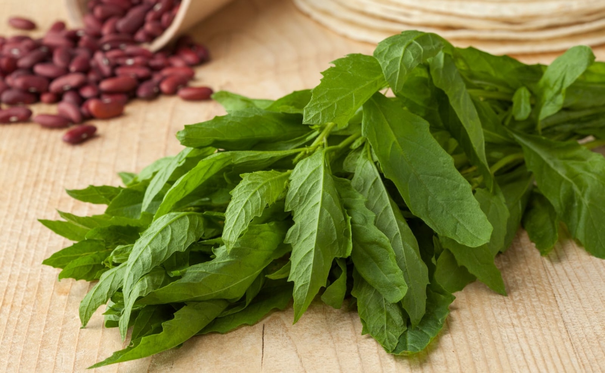 Epazote, una planta ancestral ¿Cómo usarla en la cocina?