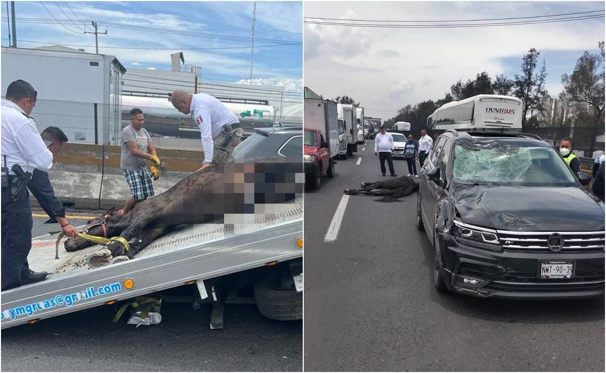 Mujer choca su auto contra caballo en la México- Querétaro