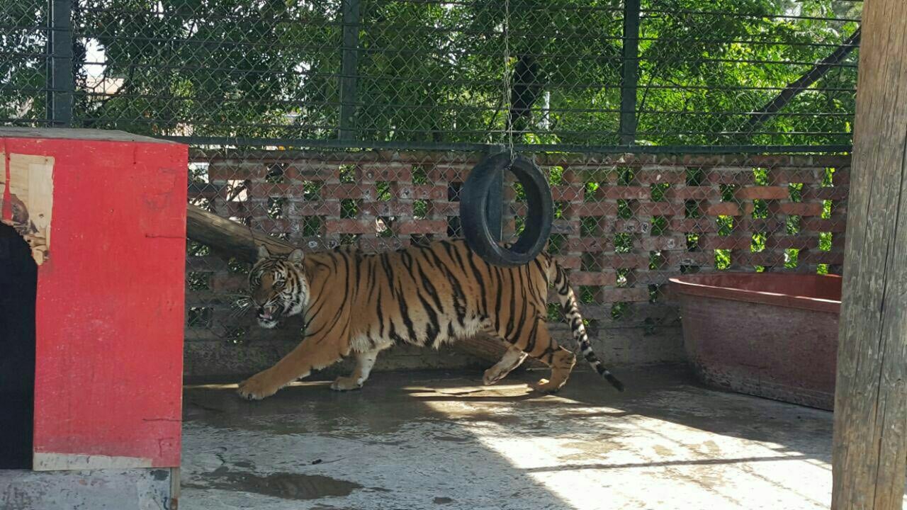 Envían a zoológico animales asegurados en Guanajuato