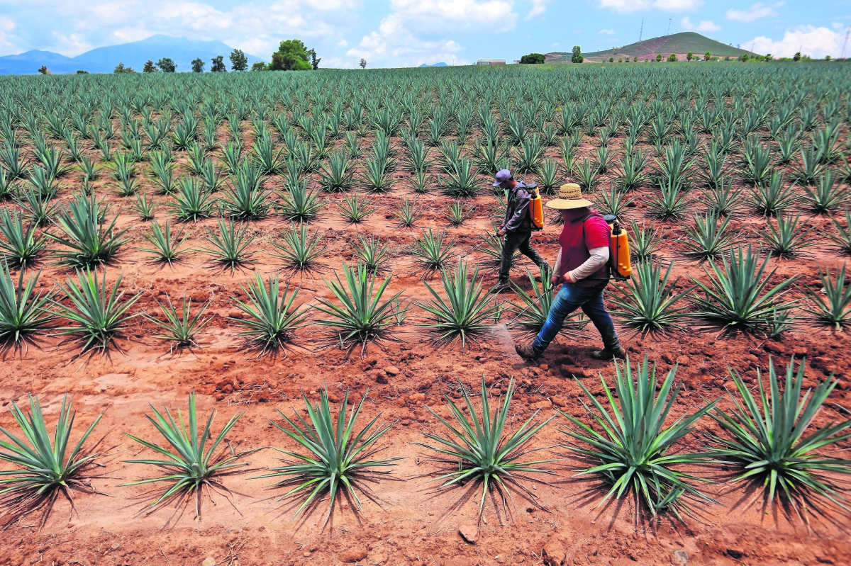 Murciélagos, beneficio para la industria del tequila: expertos