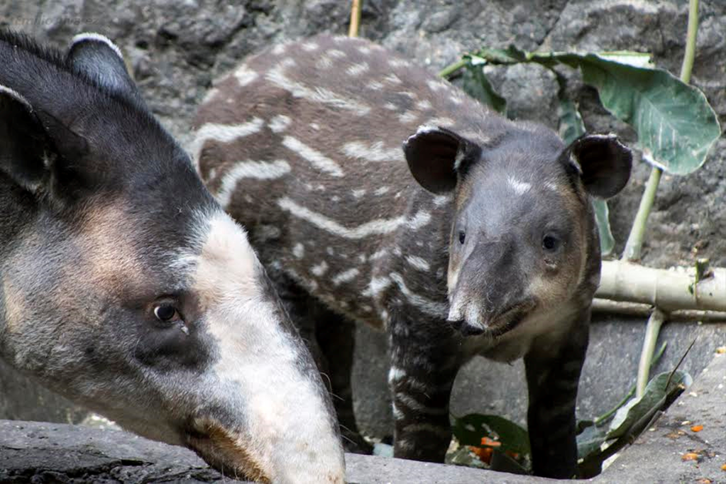 Nacen dos tapires en cautiverio en Chiapas 