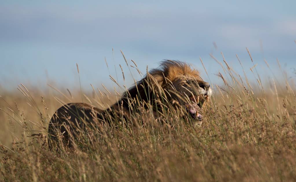Mueren tres leones envenenados en parque keniano