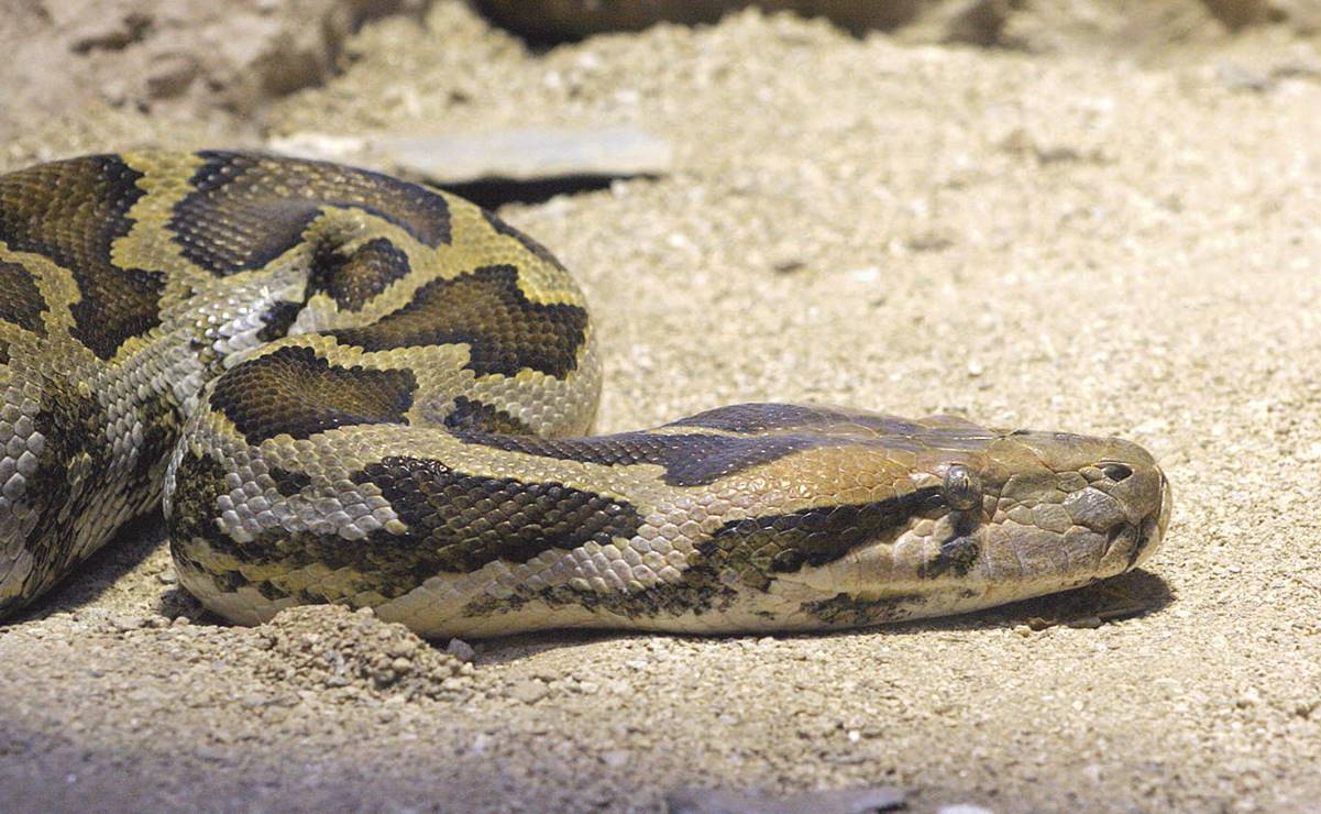 Hallan a mujer en el interior de una serpiente pitón en Indonesia; esposo descubre el cuerpo 