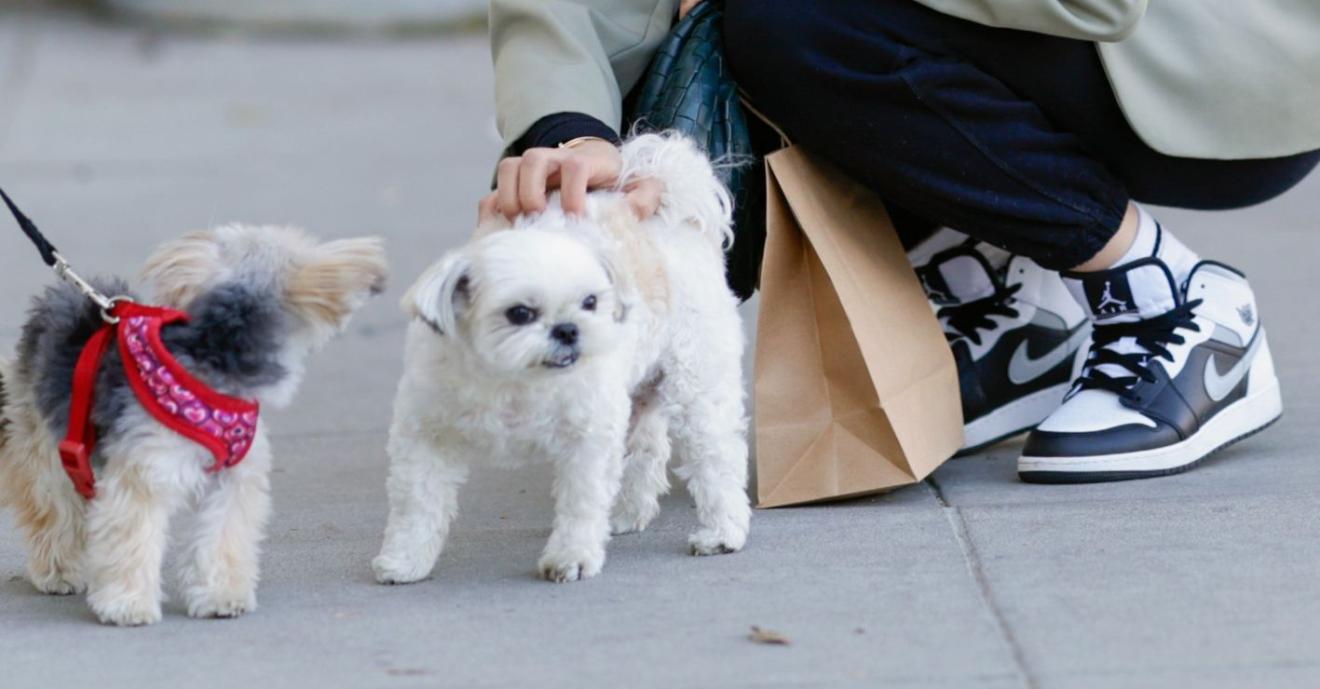 Bottega Veneta tiene a la venta una bolsa 'de papel' en más de 50 mil pesos