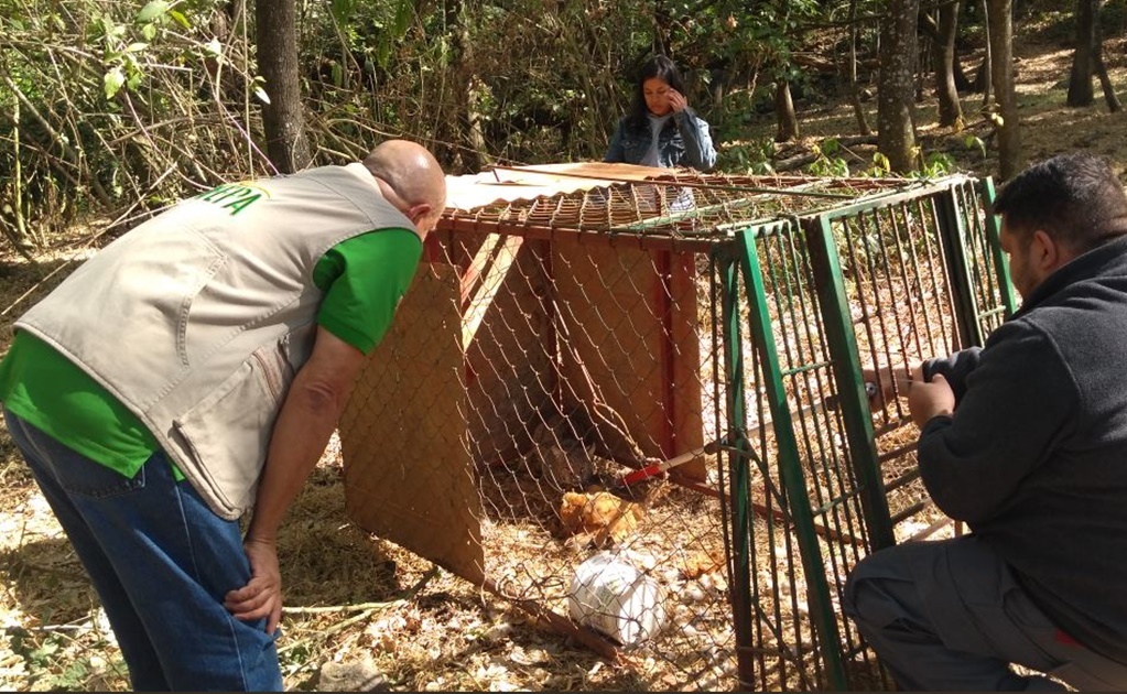 ​Liberan ocho animales silvestres rescatados en Jalisco