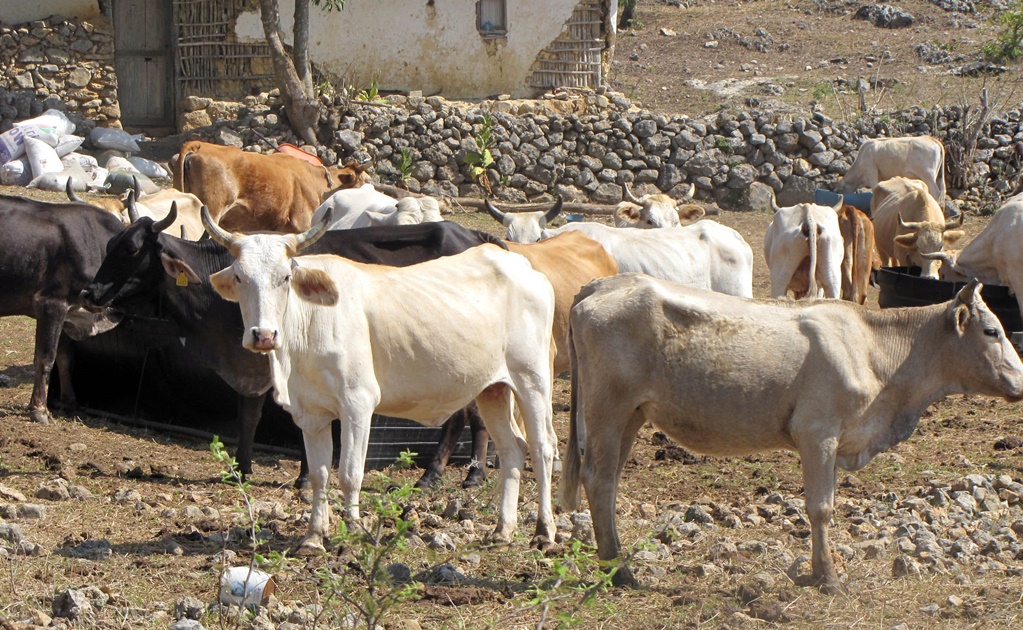 Buscan instalar cámaras para combatir el robo de ganado en Aguascalientes