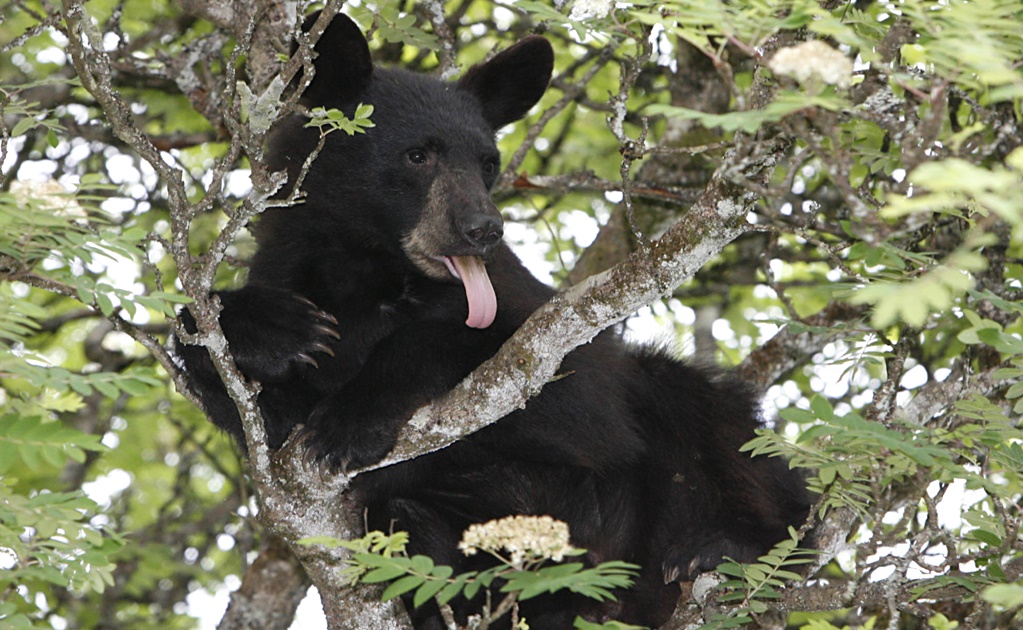 Video shows bear crashing family barbecue and stealing their food in northern Mexico