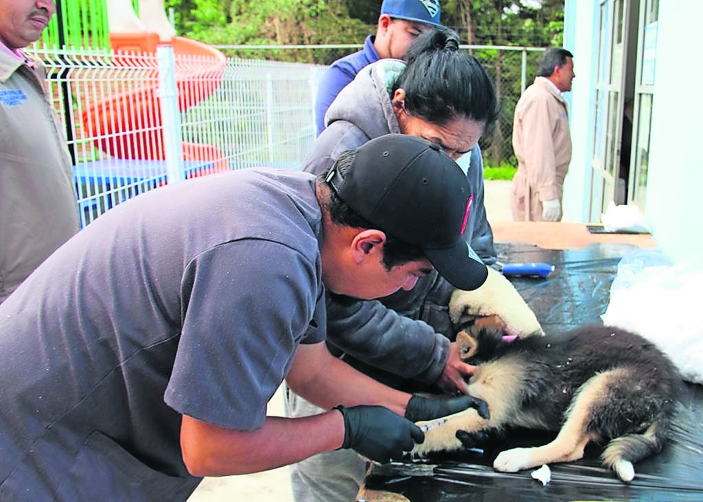 Suma Huixquilucan 400 esterilizaciones de perros  y gatos