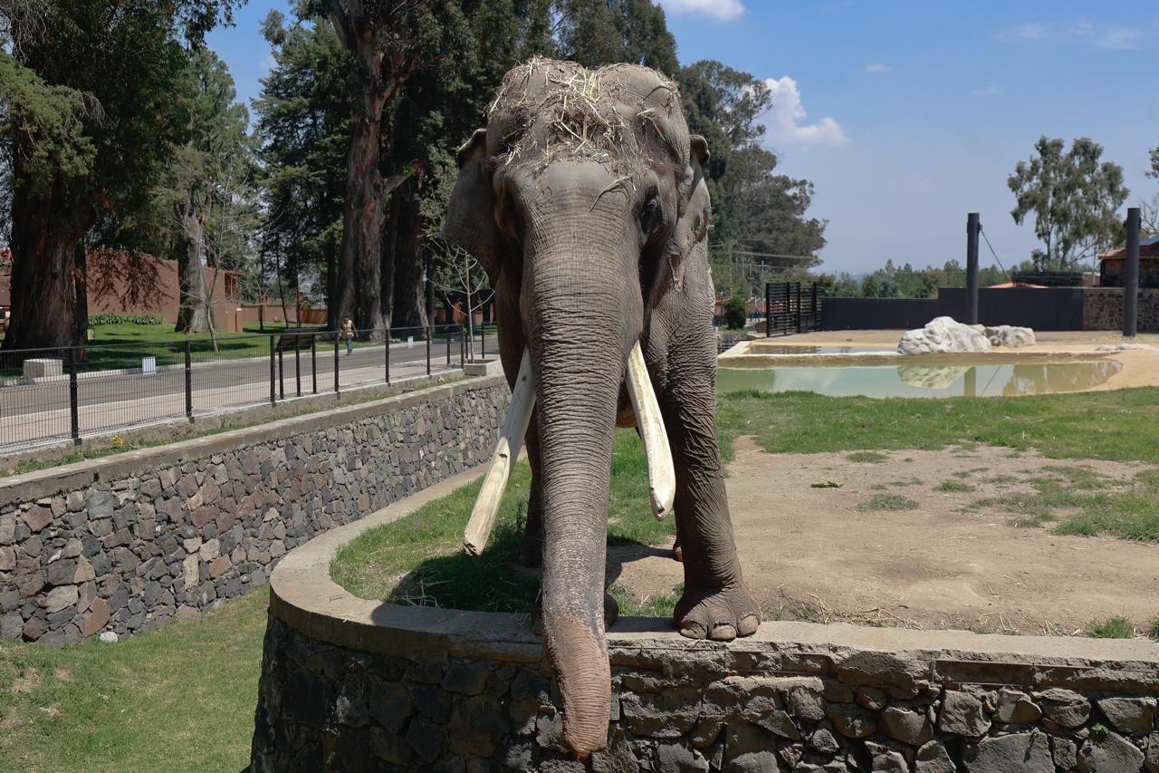 Realizan colecta para “Ted”, el elefante: buscan edificarle un monumento