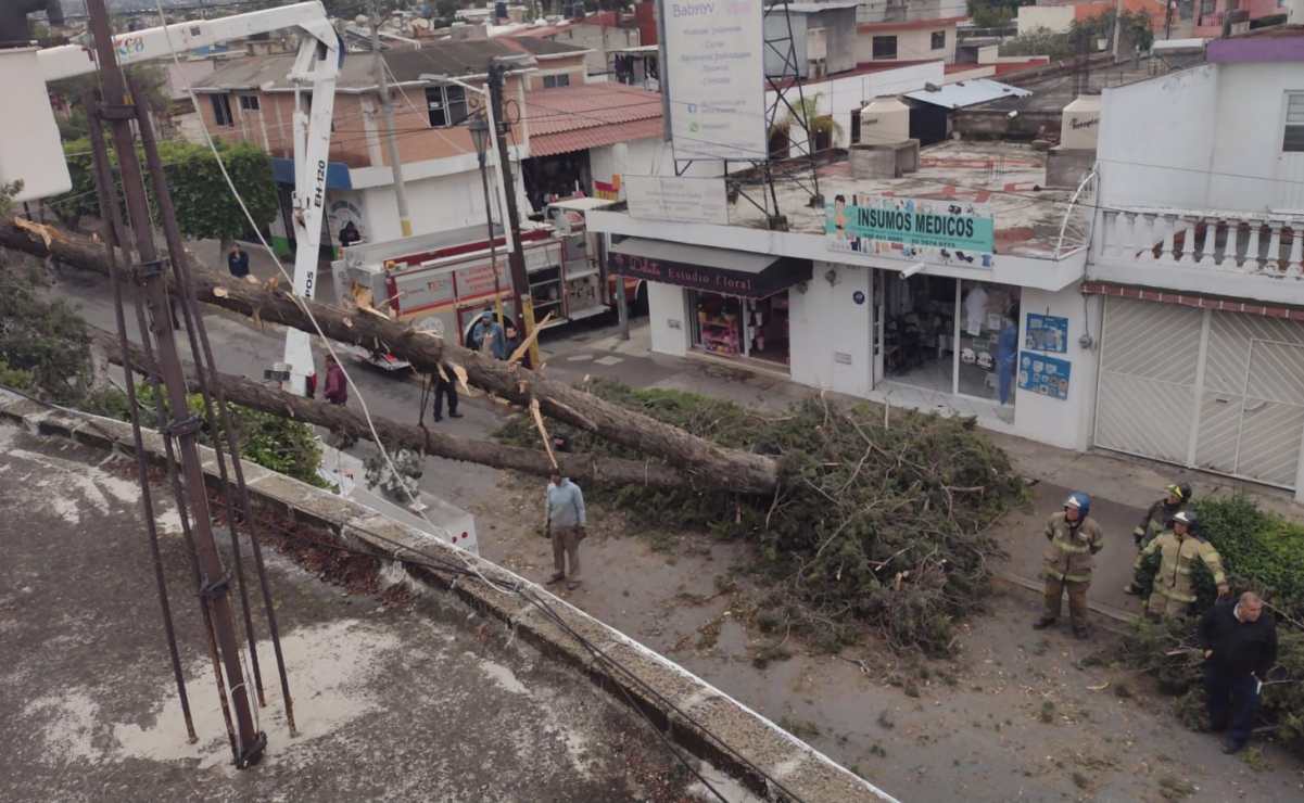 Reportan caída de 15 árboles y un espectacular tras ráfagas de viento en Texcoco