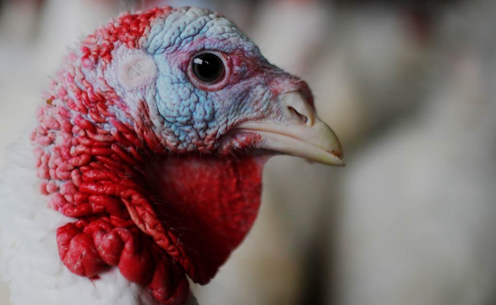 Investigan brote de salmonela en pavo en EU, antes de Acción de Gracias