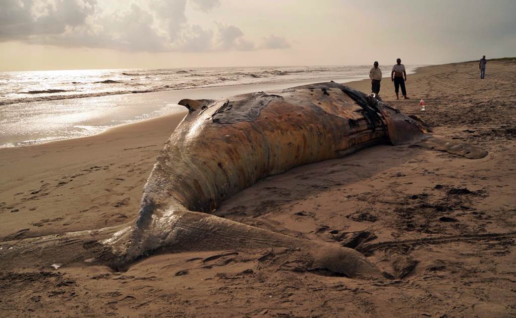 Hallan ballena muerta en playa de Chiapas