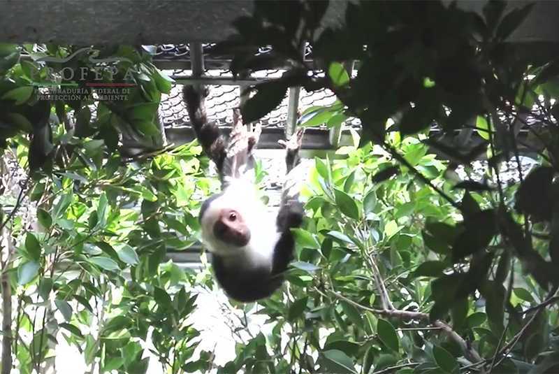 Mono capuchino vivirá en Zoológico de Chapultepec