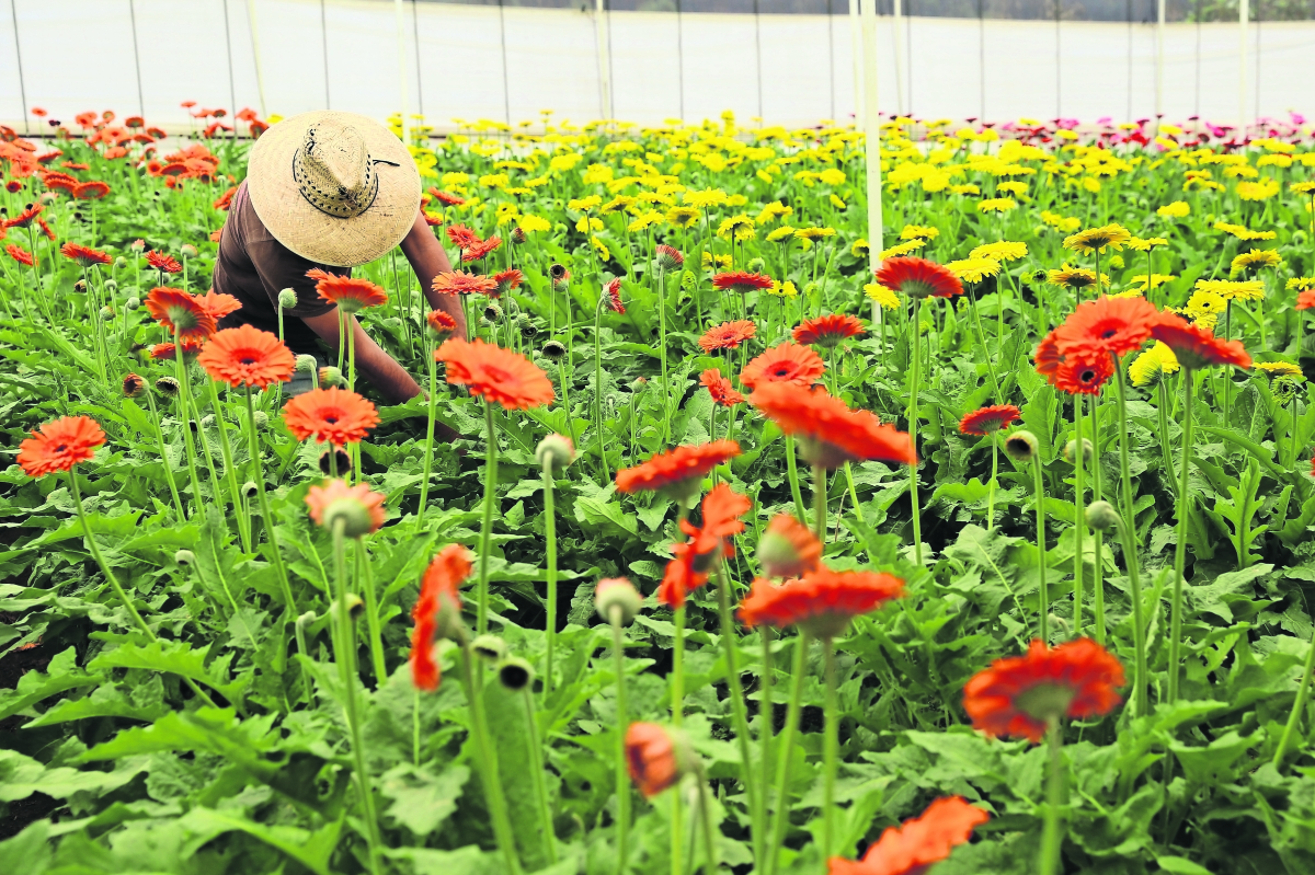 Extorsiones de “La Familia Michoacana” golpean a floricultores en Edomex