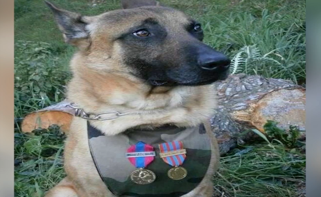 Piden Legión de Honor para Diesel, la perra policía muerta en París 