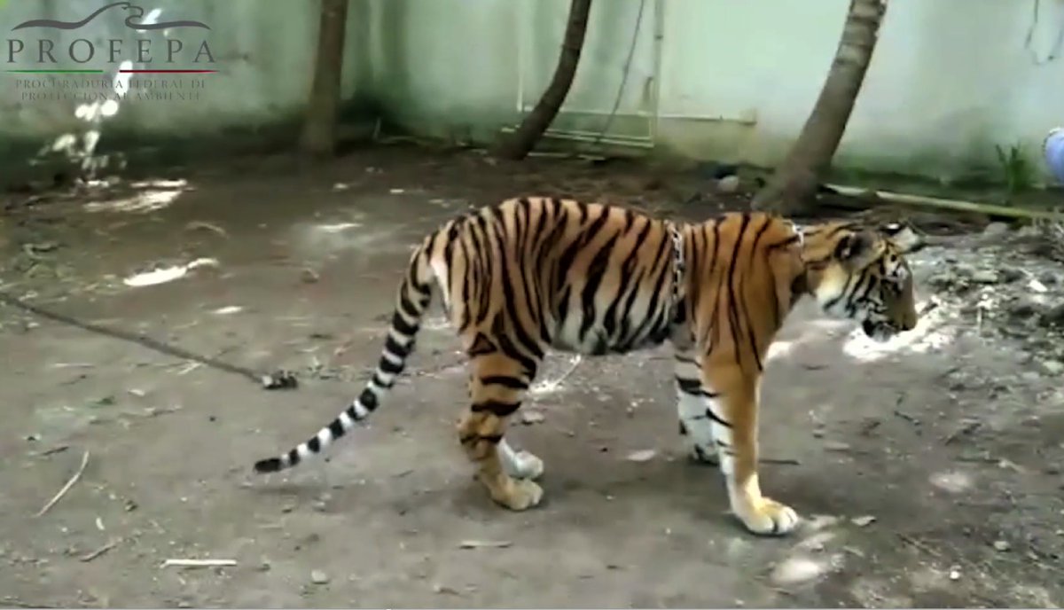 Capturan a tigre de bengala en Chetumal