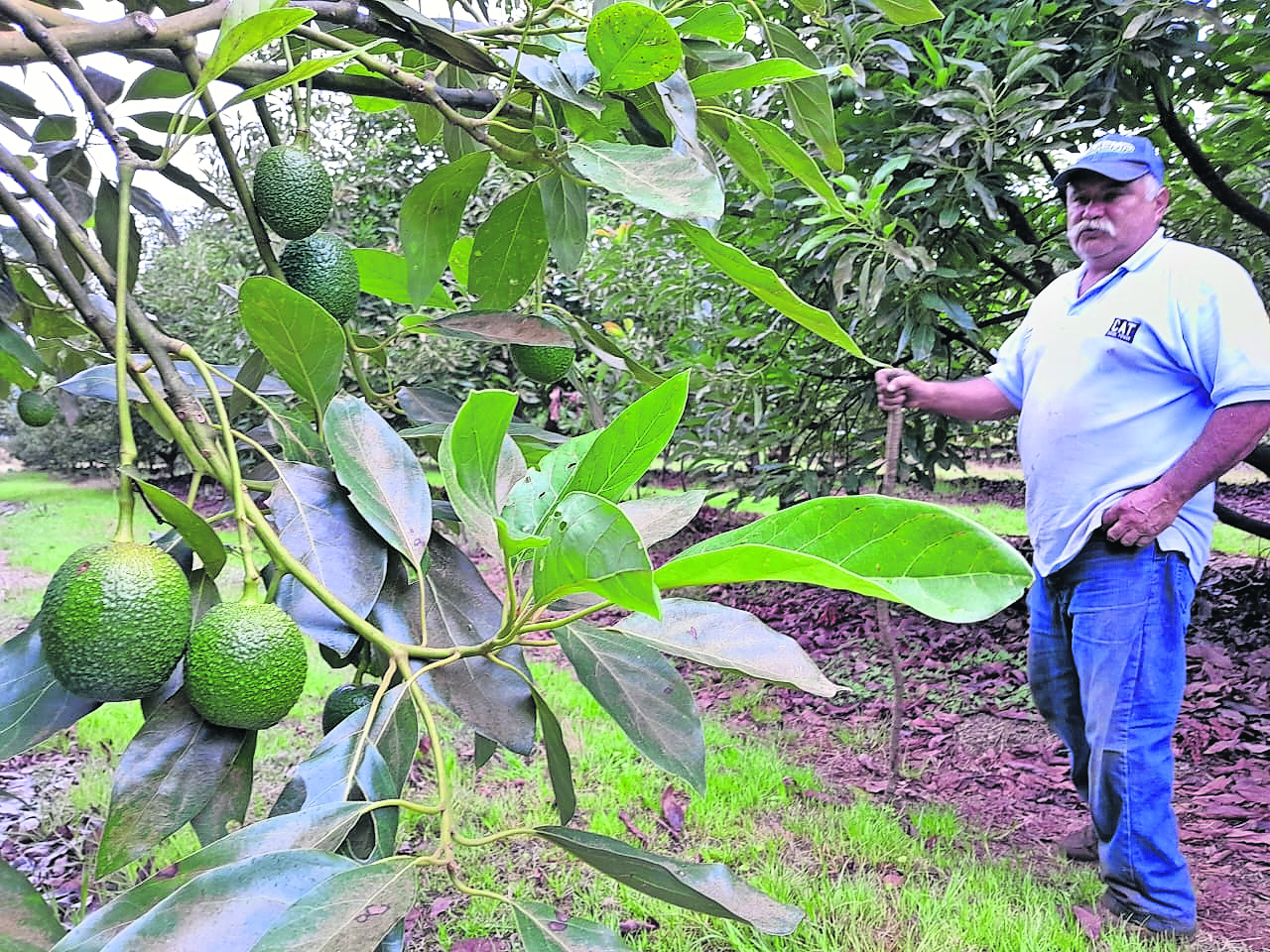 Sequía pega a producción de aguacate al sur de Edomex