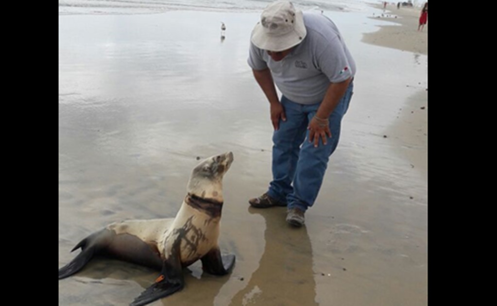 Ayudan a lobo marino en Playas de Rosarito