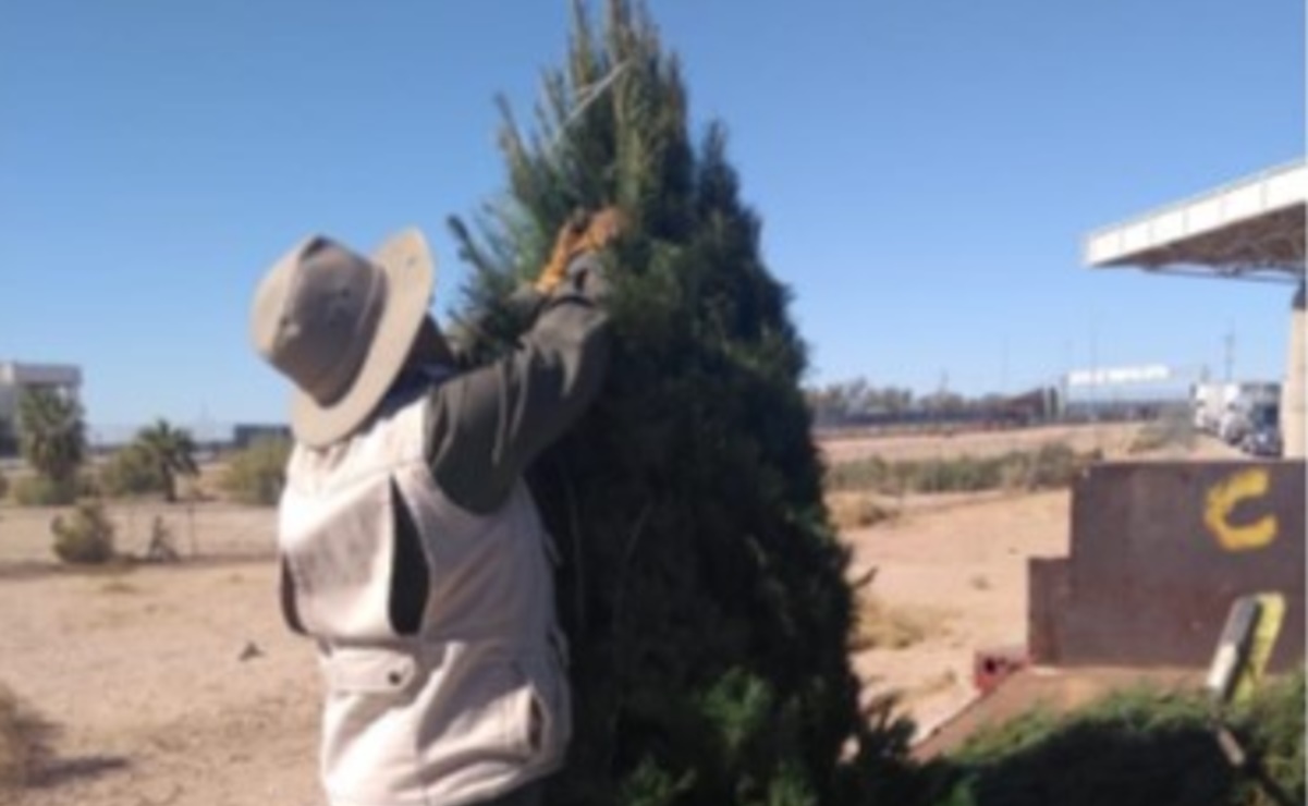 Profepa rechaza más de 4 mil árboles de Navidad por tener plaga