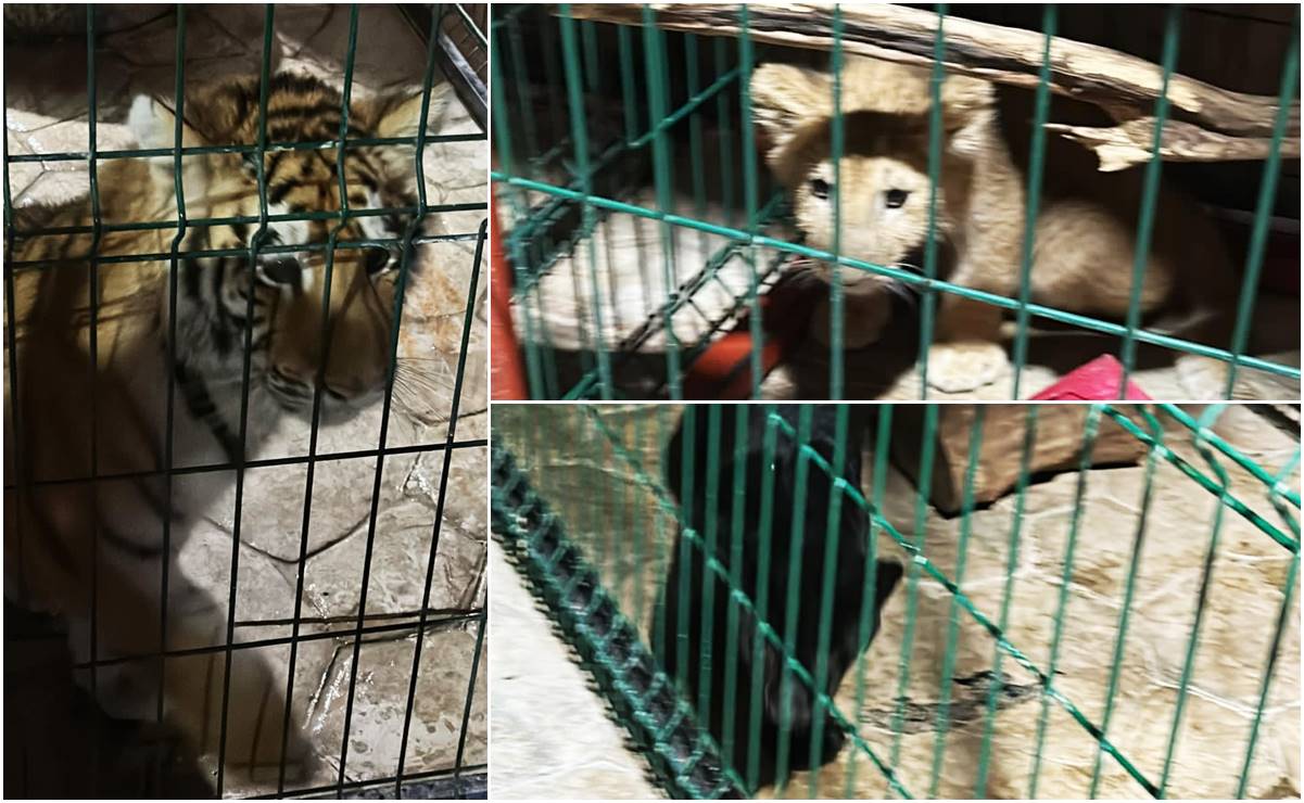 Rescatan a cachorros de tigre, pantera y león en finca de líder criminal en Tanhuato, Michoacán