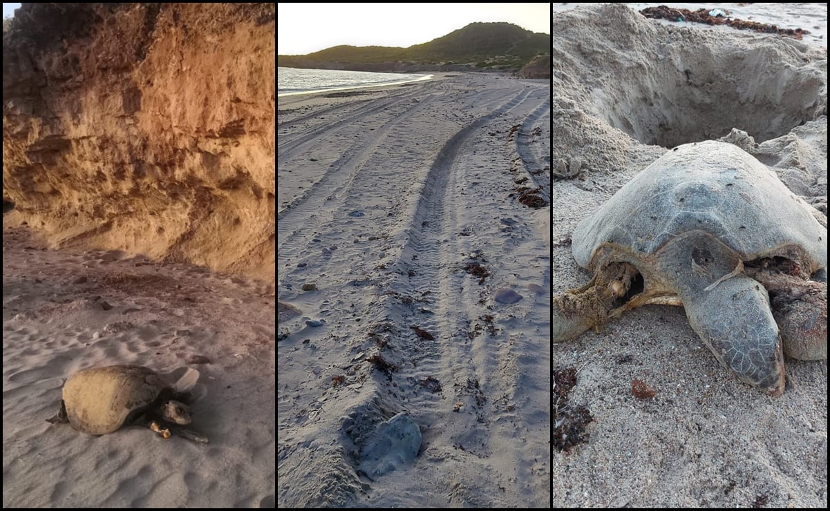 Juniors y funcionarios atropellan con “raicers” a tortugas, denuncian en Guaymas